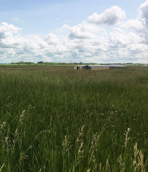 Regenerative Agriculture