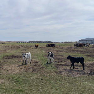 Spring on The Farm