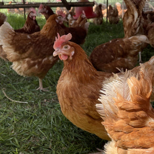 Our Laying Hens Are Back On Pasture