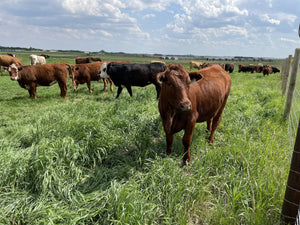 100% Grass-Fed & Finished Beef