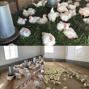 How We Raise Our Certified Organic Chicken