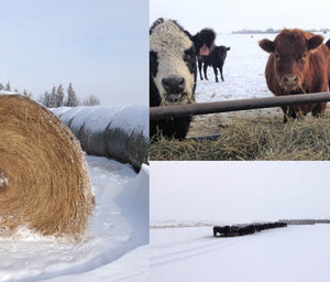 Grass Fed and Finished Beef In The Winter.