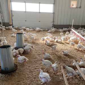 How We Raise Our Chickens in the Winter