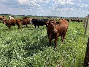 100% Grass-Fed &amp; Finished Beef