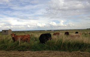 How We Raise 100% Grass Fed Beef Year Round