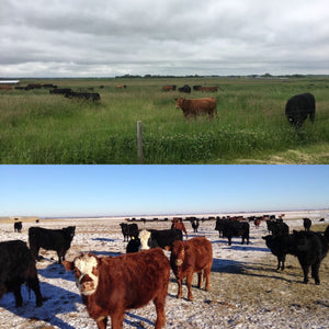 Our Cattle Are Never In A Feedlot.