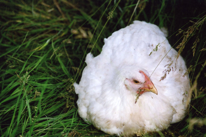 Local, Humane, Organic and Sustainable – Sunworks Farm